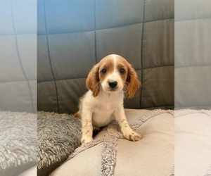 Cavalier King Charles Spaniel-Cavapoo Mix Litter for sale in TULSA, OK, USA
