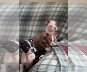 Boston Terrier Litter for sale in FREDERICK, MD, USA