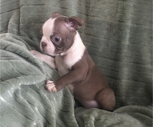 Boston Terrier Litter for sale in INVERNESS, FL, USA