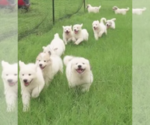 Small Photo #1 Great Pyrenees Puppy For Sale in SEALY, TX, USA