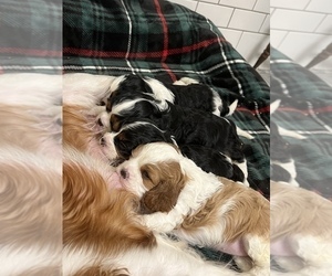Cavalier King Charles Spaniel Litter for sale in PORT ANGELES, WA, USA