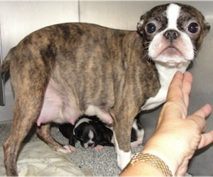 Boston Terrier Litter for sale in CRKD RVR RNCH, OR, USA
