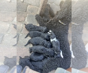 Poodle (Standard) Litter for sale in HUMBLE, TX, USA