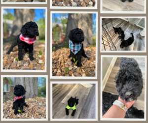 Goldendoodle Litter for sale in AVON, IN, USA