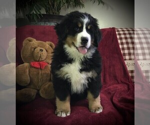 Bernese Mountain Dog Litter for sale in CLARE, MI, USA
