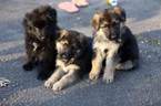 Small Photo #1 German Shepherd Dog Puppy For Sale in REDFIELD, AR, USA