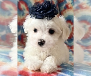 Maltipoo Litter for sale in NEW ALBANY, IN, USA