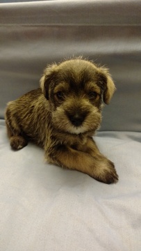 Medium Photo #1 Schnauzer (Miniature) Puppy For Sale in LYNCHBURG, VA, USA