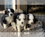 Small Photo #1 Australian Shepherd Puppy For Sale in WISNER, NE, USA