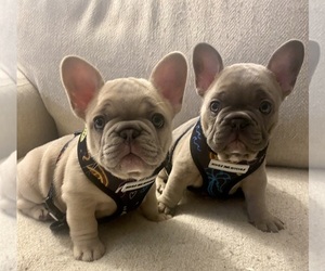 French Bulldog Litter for sale in WESTERNPORT, MD, USA