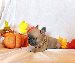 French Bulldog Litter for sale in APPLE VALLEY, CA, USA