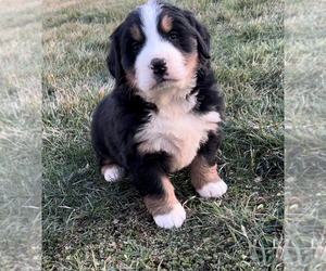 Medium Bernese Mountain Dog