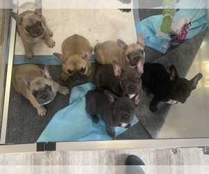 French Bulldog Litter for sale in OKLAHOMA CITY, OK, USA