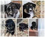 Small Photo #1 Miniature Australian Shepherd Puppy For Sale in COLUMBUS, OH, USA