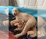 Small Photo #1 Goldendoodle Puppy For Sale in GREER, SC, USA