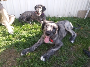 Irish Wolfhound Litter for sale in COLUMBIA, MO, USA