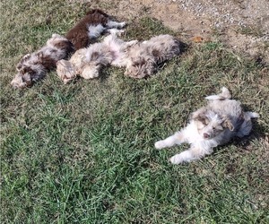 Aussiedoodle Miniature  Litter for sale in WEST PLAINS, MO, USA