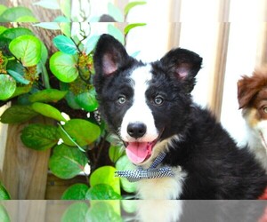 Border Collie Litter for sale in GREENWICH, OH, USA