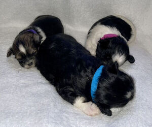 Shih Tzu Litter for sale in BARSTOW, CA, USA
