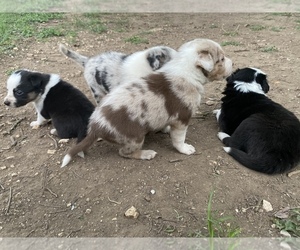 Border Collie Litter for sale in NEW BRAUNFELS, TX, USA