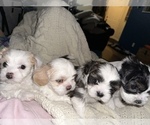 Small Photo #1 Shih Tzu Puppy For Sale in NEW BERLIN, WI, USA