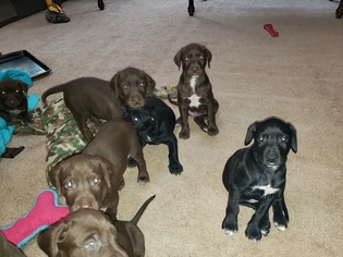 German Shorthaired Pointer-Golden Labrador Mix Litter for sale in AMES, IA, USA