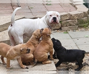American Bully Litter for sale in CHESTERFLD, VA, USA