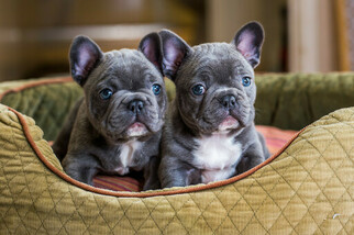 French Bulldog Litter for sale in TUSTIN, CA, USA