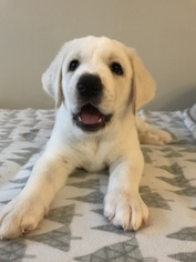 Labrador Retriever-Unknown Mix Litter for sale in FORDS, NJ, USA