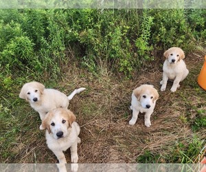 Great Pyrenees Litter for sale in SAINT CLAIRSVILLE, PA, USA