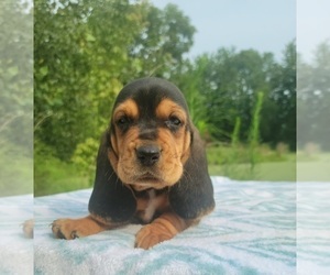Basset Hound Litter for sale in PETERSBURG, IN, USA