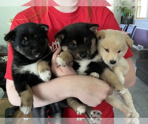 Shiba Inu Litter for sale in WEEPING WATER, NE, USA
