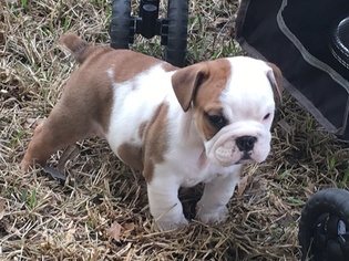 Bulldog Litter for sale in WALLER, TX, USA