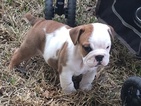Small Photo #1 Bulldog Puppy For Sale in WALLER, TX, USA