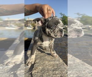 French Bulldog Litter for sale in RANCHO BELAGO, CA, USA