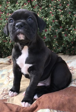 Medium Photo #1 Boxer Puppy For Sale in WESTVILLE, OK, USA
