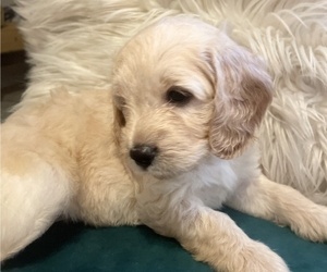 Goldendoodle (Miniature) Litter for sale in RENO, NV, USA