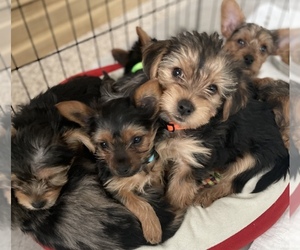 Yorkshire Terrier Litter for sale in RENO, NV, USA