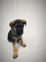 German Shepherd Dog Litter for sale in ATCHISON, KS, USA