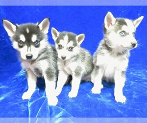 Alaskan Klee Kai Litter for sale in NORWOOD, MO, USA