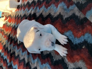 Dogo Argentino Litter for sale in BUCKNER, AR, USA