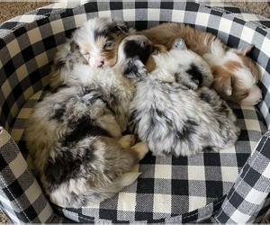 Welsh Cardigan Corgi Litter for sale in MOVILLE, IA, USA
