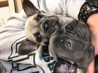 French Bulldog Litter for sale in SYLMAR, CA, USA