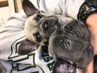 Small Photo #1 French Bulldog Puppy For Sale in SYLMAR, CA, USA