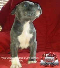 American Pit Bull Terrier Litter for sale in SAINT GEORGE, SC, USA
