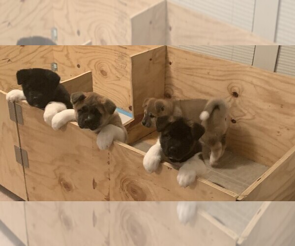 Medium Photo #1 Akita Puppy For Sale in FLORISSANT, MO, USA