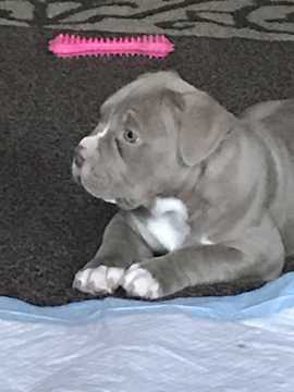 Medium Photo #1 American Pit Bull Terrier Puppy For Sale in VALLEJO, CA, USA