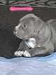 Small Photo #1 American Pit Bull Terrier Puppy For Sale in VALLEJO, CA, USA