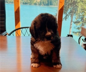 Saint Berdoodle Litter for sale in SHELTON, WA, USA