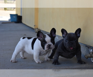 French Bulldog Litter for sale in APPLE VALLEY, CA, USA